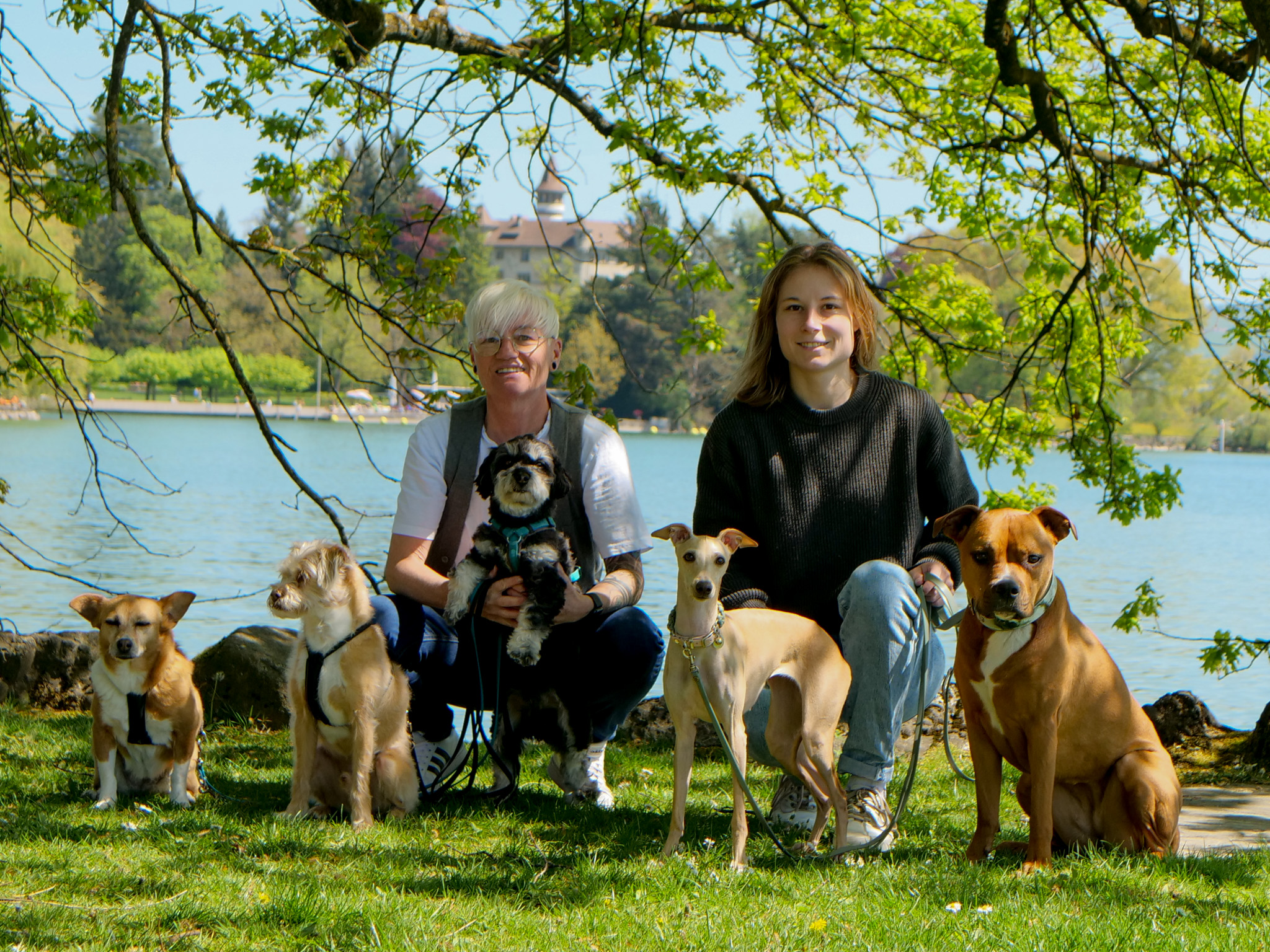 Hundetraining Region Zentralschweiz & Zürich