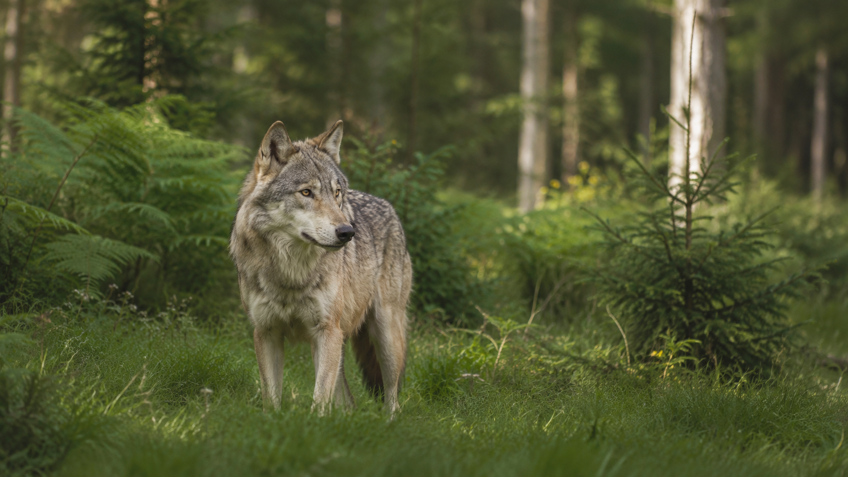 Wolf in einer ruhigen grünen Waldlandschaft